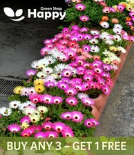 Livingstone Daisy Mix Flower