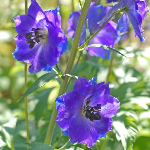 Delphinium plant blue - plant, bird