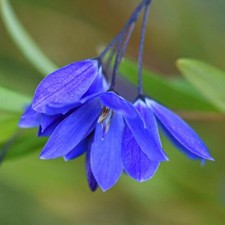 Sollya Bluebell Creeper Shrub