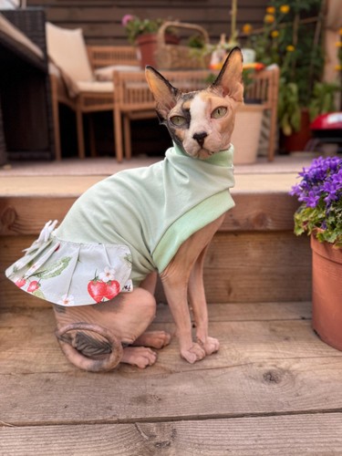 Cotton sphynx cat dress - cotton,