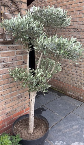 Cheap olive cloud tree - olive, 6ft