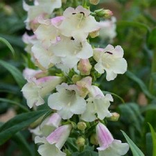 Penstemon arabesque - penstemon, f1