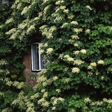 Climbing Hydrangea - Hydrangea anomala subs. petiolaris 1 x 9cm pot