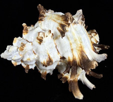 Burnt Murex Chicoreus /