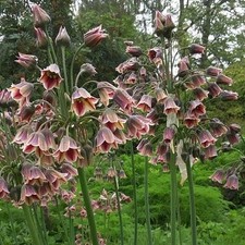 Allium Nectaroscordum Siculum