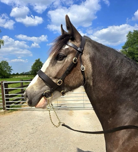 Hand bridle shetland - in-hand, pony