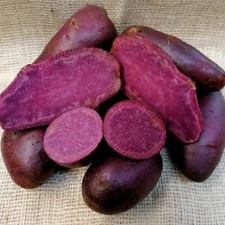 Heidi Red Seed Potato,Famous