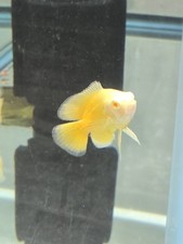 Lemon Oscar Fish 3/3.5"