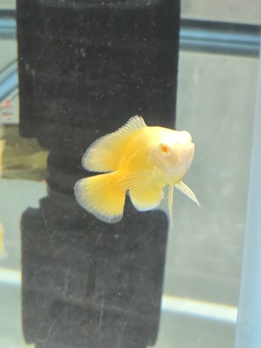 Lemon oscar fish 5 - lemon,