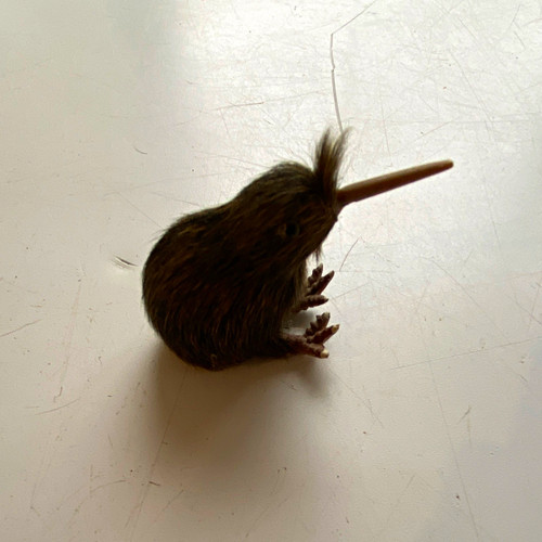 Kiwi bird preserved taxidermy - bird,