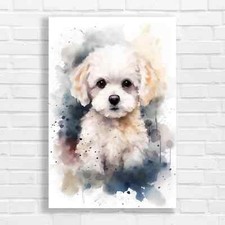 Adorable Maltese Puppy