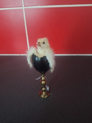 Taxidermy chick egg on - in,