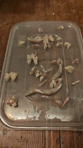 Common fox teeth - common,