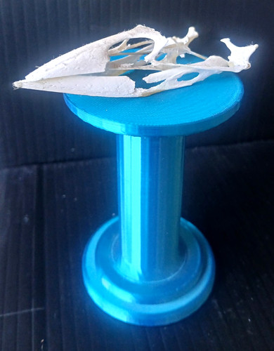 Bird skull upper - bird, upper/lower