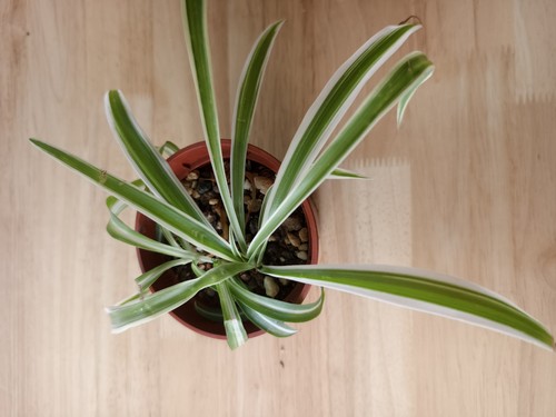 7cm potted curly spider plant - curly,