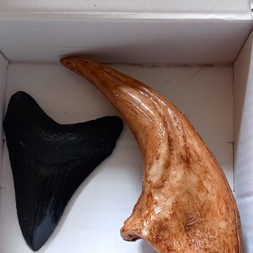 Shark tooth and rex - shark,