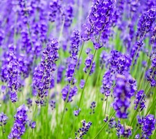 Lavender Angustifolia Hidcote