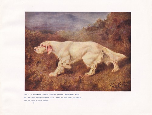 English setter dog antique art - dog,