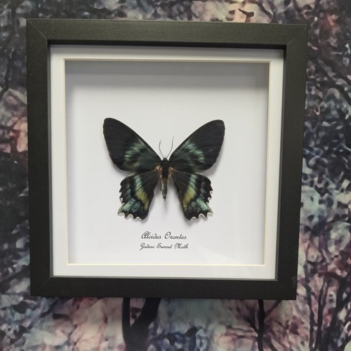Zodiac sunset moth alcides - sunset, (alcides