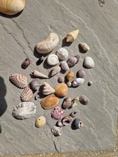 Sea Shells Small Tiny Minature 60g Wedding Home Decor Beach Sand