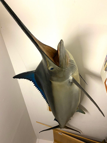 Black marlin swordfish - black, wall