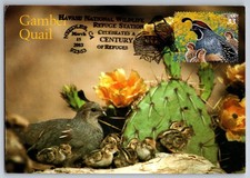 #3293d Sonoran Desert Gambel