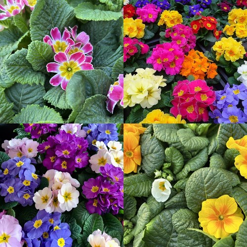 Primrose primula flowering - primula,