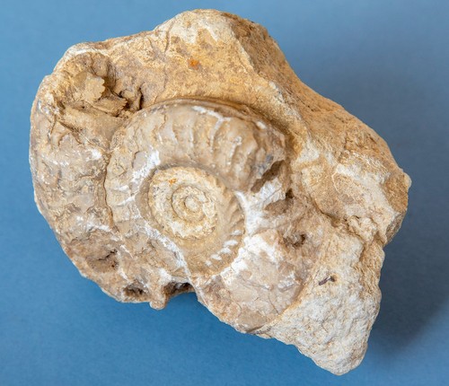 Ammonite rock matrix - in,