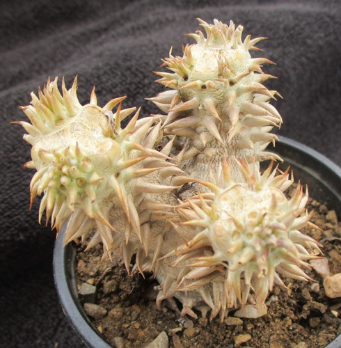 Pachypodium eburneum another - eburneum,
