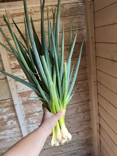Welsh onion plug - onion,