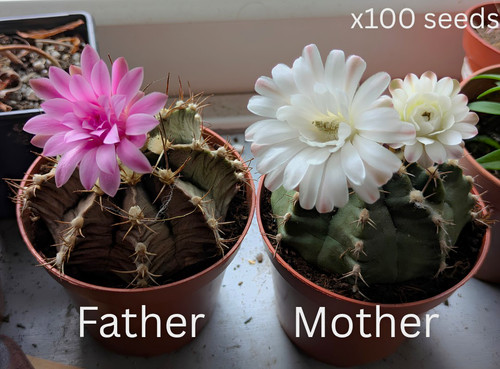 X100 gymnocalycium flowering - x100+,