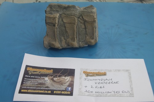 Icthyosaurus three vertebrae