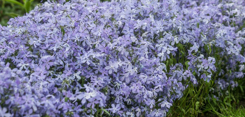 Phlox clouds perfume - clouds,