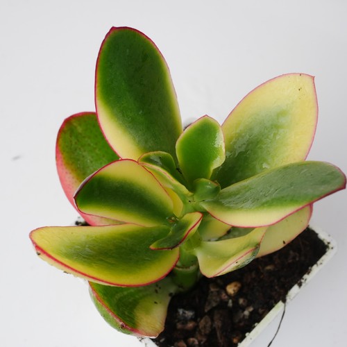 Crassula ovata lemon - crassula, 'lemon
