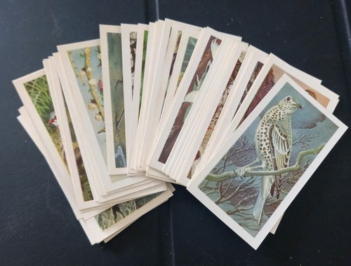Brooke bond tea wild - tea, birds