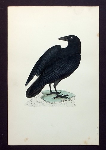 Raven original antique - raven,, bird