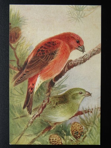 Birds crossbill loxia - birds, (loxia