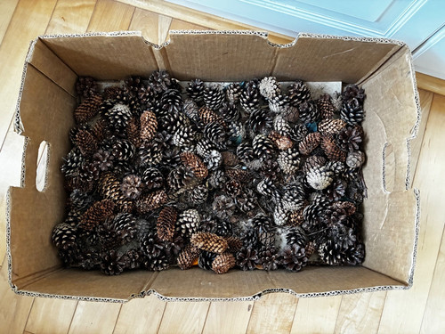 Large box pine cones for - cones,