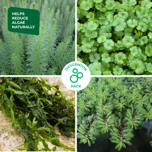 Oxygenating pond plant pack - pond,