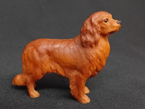 Tan king charles spaniel - king,