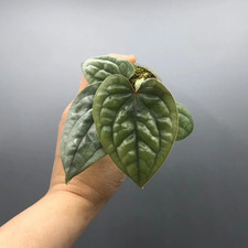 Anthurium Luxurians Rare Plant