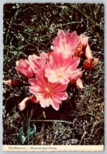 Bitterroot (Lewisia), Montana