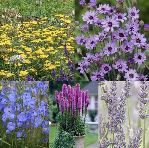 Perennial box achillea - box,