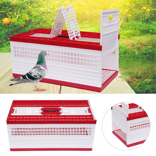 Racing pigeon carrier box bird - pigeon,