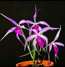 Cattleya Brassocattleya