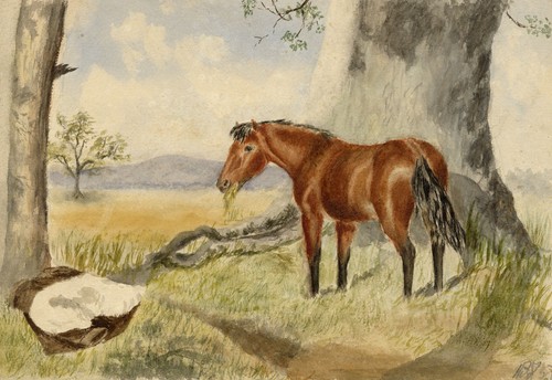 Bay horse scottish borders - horse,