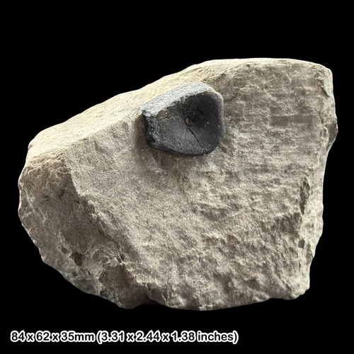 Ichthyosaur vertebra fossil - vertebra, in