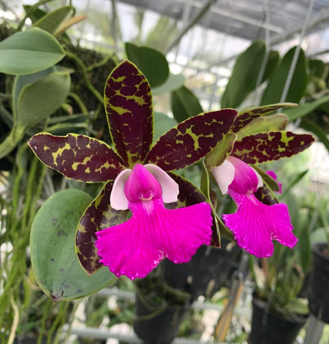 Cattleya jungle eyes pradit - cattleya,