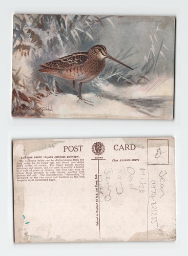 Vintage postcard common snipe - vintage,