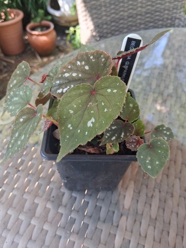Begonia sparkle shine 1 - shine, x